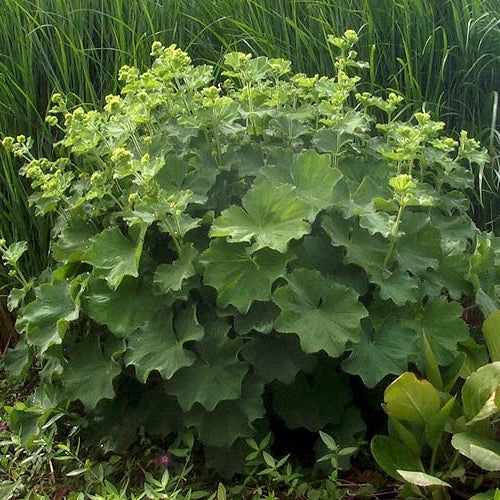 Vrouwenmantel