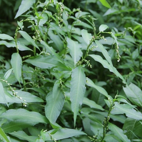 Waterpeper