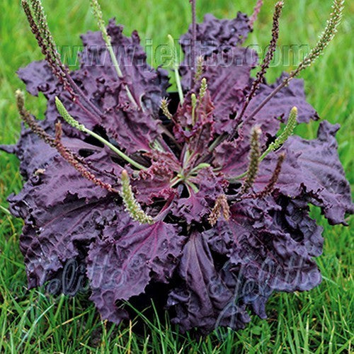 Weegbree. Rode 'Purple Perversion'