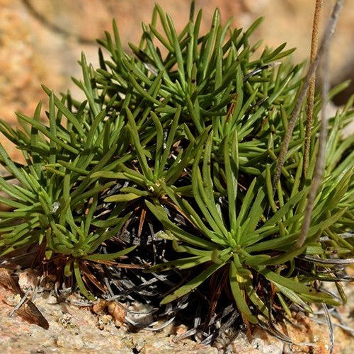 Ribwort Plantain