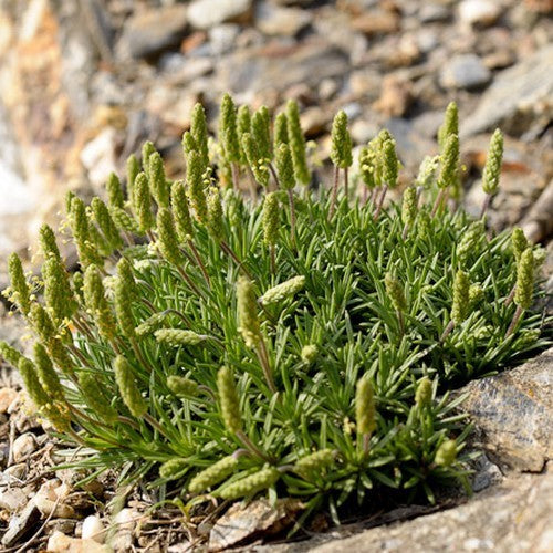 Ribwort Plantain