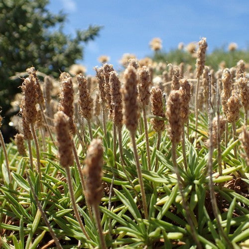 Ribwort Plantain