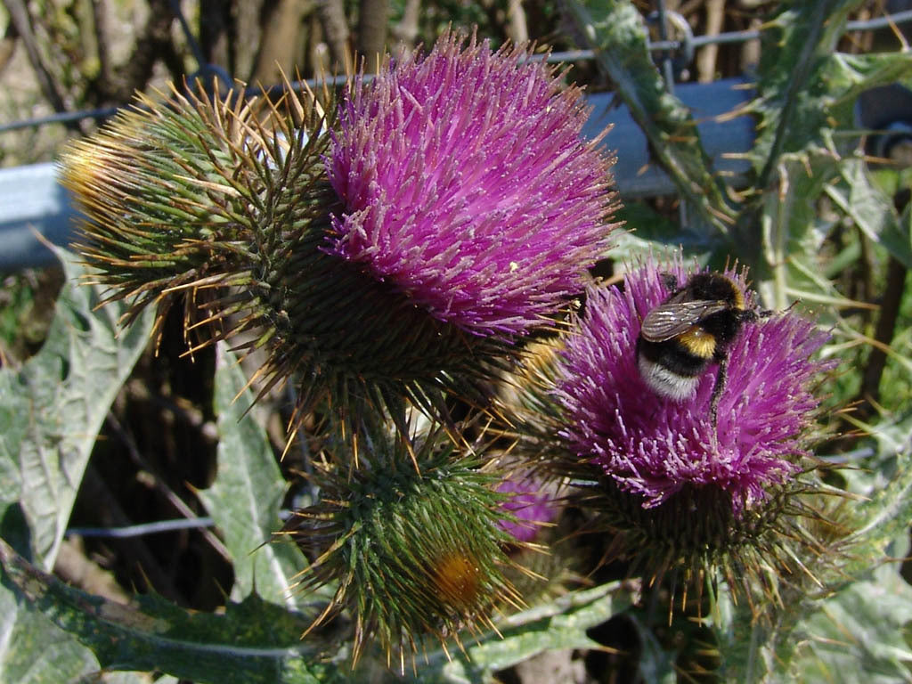Wegdistel