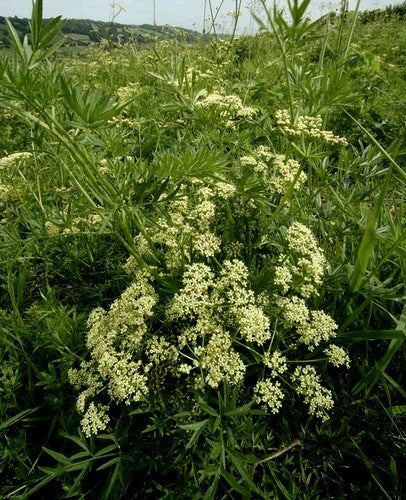 Burnet saxifrage