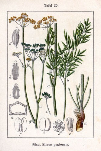 Burnet saxifrage