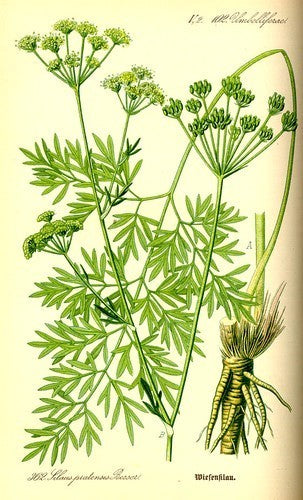 Burnet saxifrage