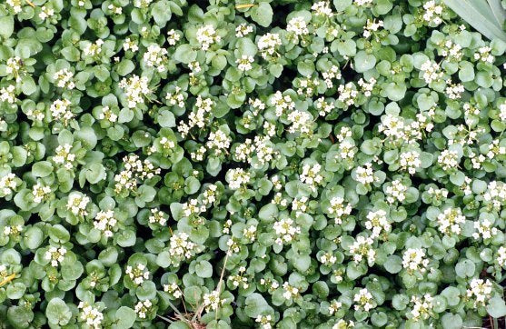 Witte WaterKers 'Aqua'