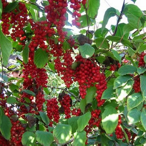 Wu-Wei-Zi