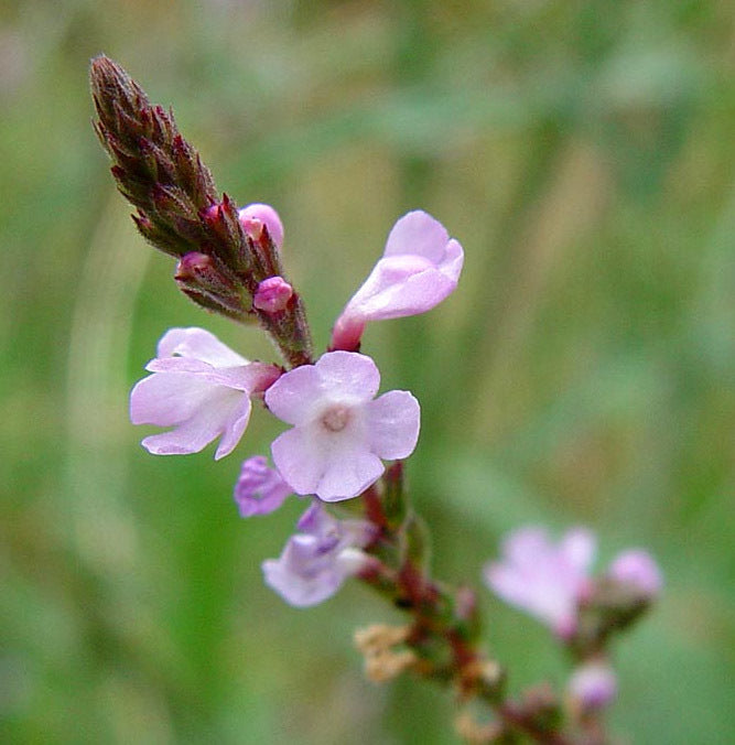 Vervain, Common