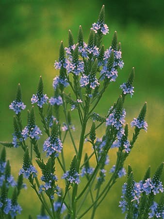 IJzerhard, Blauwe 'Blue'