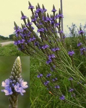 IJzerhard, Blauwe 'Blue'
