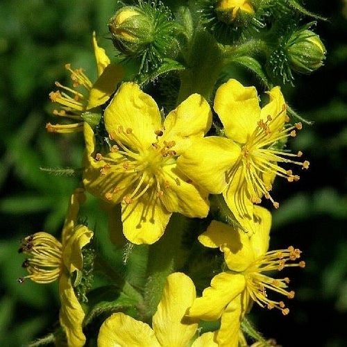 Throat Coat Tea