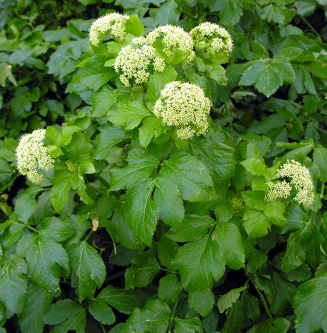 Smyrnium olusatrum