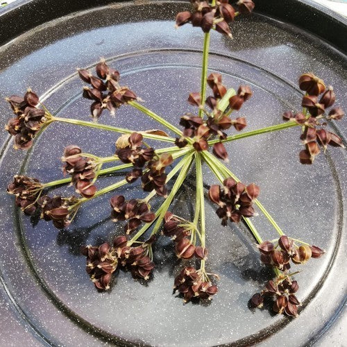 Smyrnium olusatrum