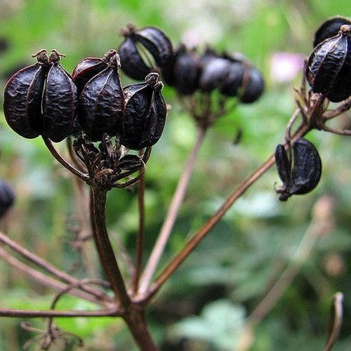 Smyrnium olusatrum
