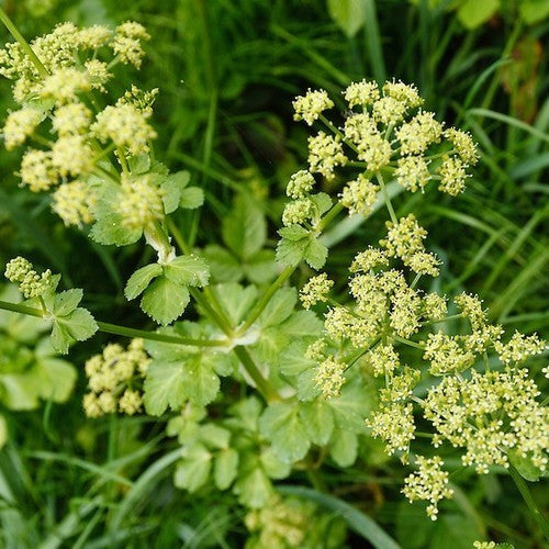 Smyrnium olusatrum