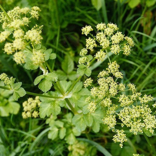 Smyrnium olusatrum