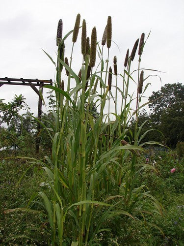Bajri