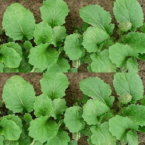 Leaf Beet 'Avalon' / 'Skyfall'
