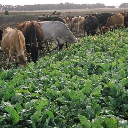 Leaf Beet 'Avalon' / 'Skyfall'
