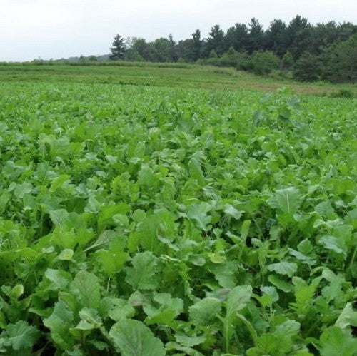 Leaf Beet 'Avalon' / 'Skyfall'