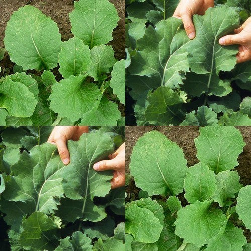 Leaf Cabbage & Leaf Turnip 'Nitrafix'