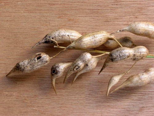 Bladrammenas 'Doublemax' / 'Iris'