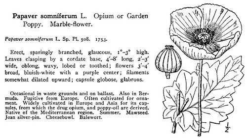 Blue poppy seeds