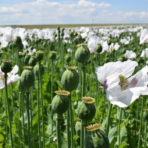 Poppy Seed 'Onyx' / 'Marianne'