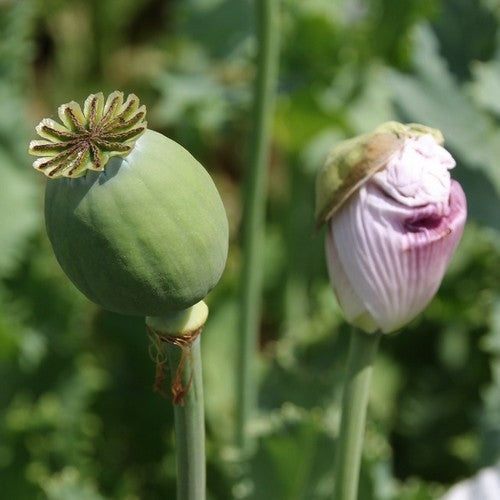 Poppy Seed 'Onyx' / 'Marianne'