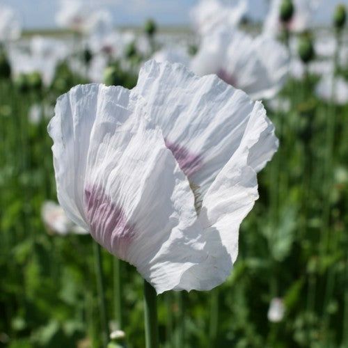 Poppy Seed 'Onyx' / 'Marianne'