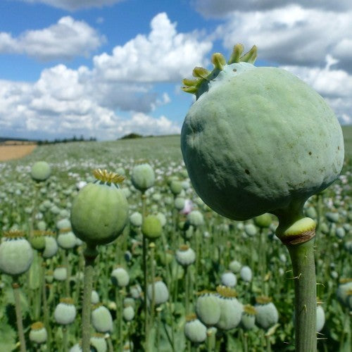 Poppy Seed 'Onyx' / 'Marianne'