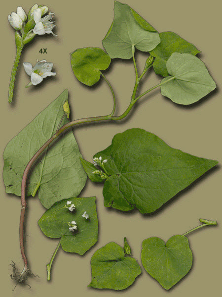 Boekweit 'Lileja' / 'Kora' E.a.