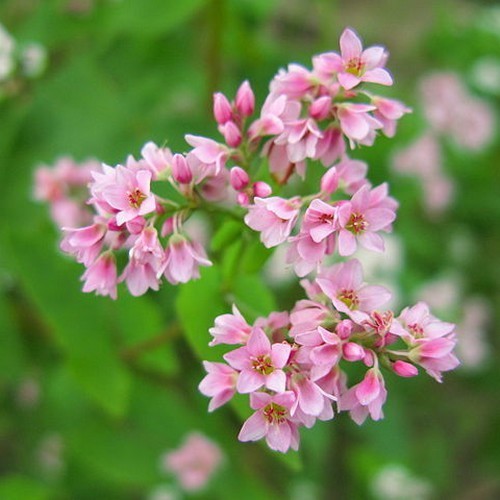 Boekweit, Franse 'Lifago'