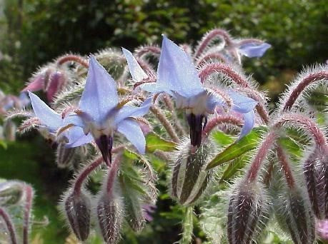Borage