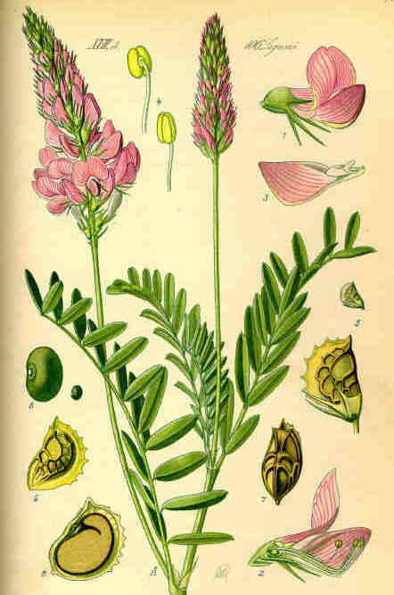 Esparcette 'Lordo' / 'Taja'