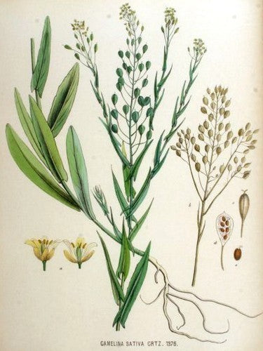 Huttentut 'Zuzana'