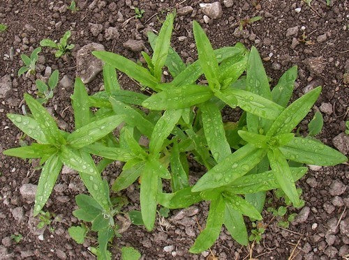Huttentut 'Zuzana'