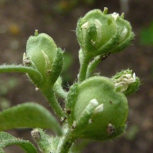 Huttentut 'Zuzana'