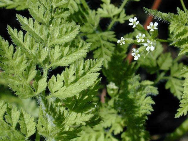 Kervel 'Brusselse Winter'