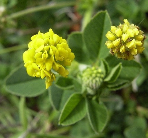 Crimson clover 'Ekola' / 'Virgo Pajbjerg'