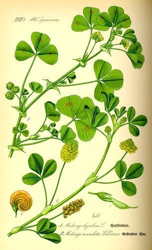Crimson clover 'Ekola' / 'Virgo Pajbjerg'