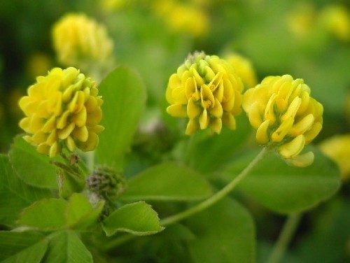 Crimson clover 'Ekola' / 'Virgo Pajbjerg'