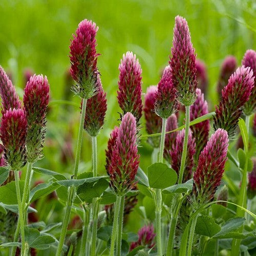Crimson clover 'Pier' / 'Contea' / 'Lufa' / 'Alberobello' /