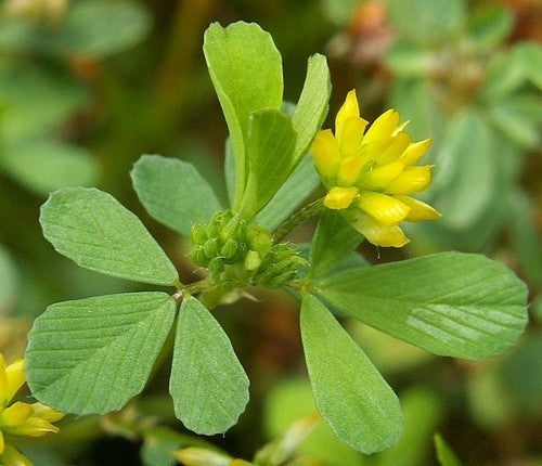 Small Clover