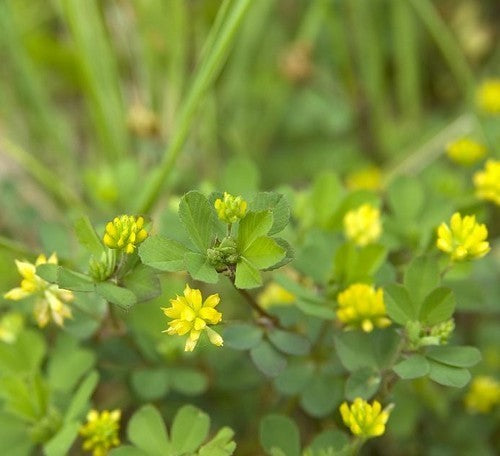 Small Clover