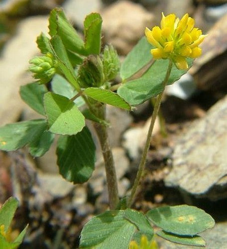 Small Clover