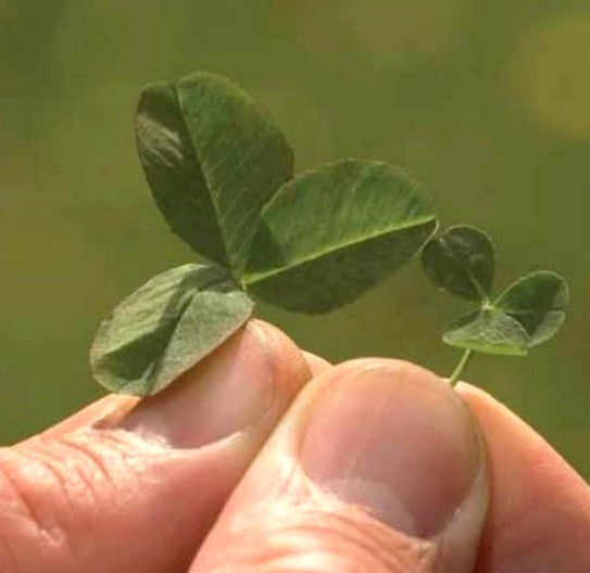 Microclover 'Euromic'