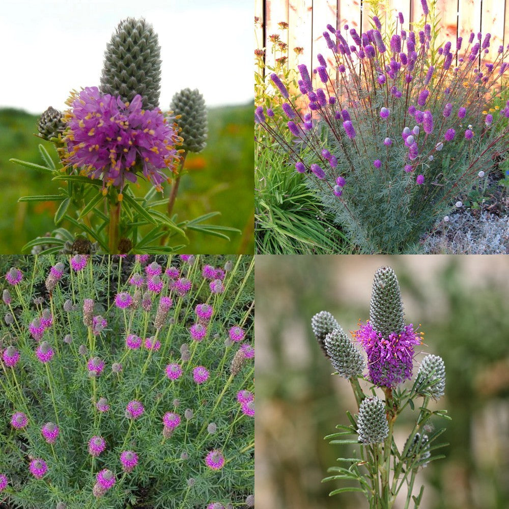 Prairie, Purper