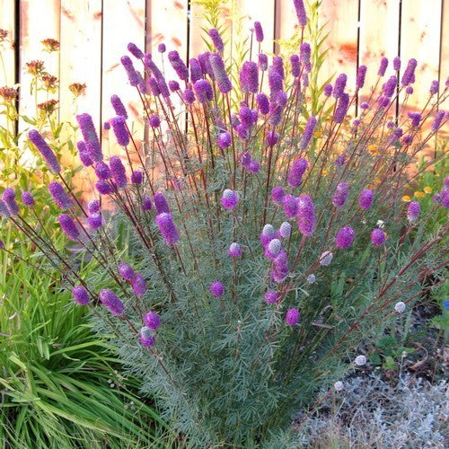 Prairie, Purper